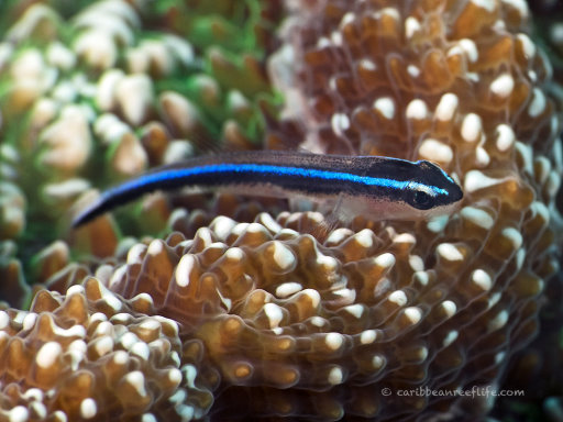 Elacatinus oceanops