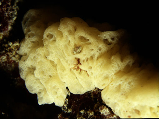 Clathrina coriacea